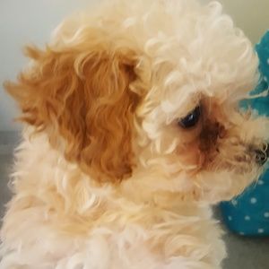 Meet your Posher, Leo